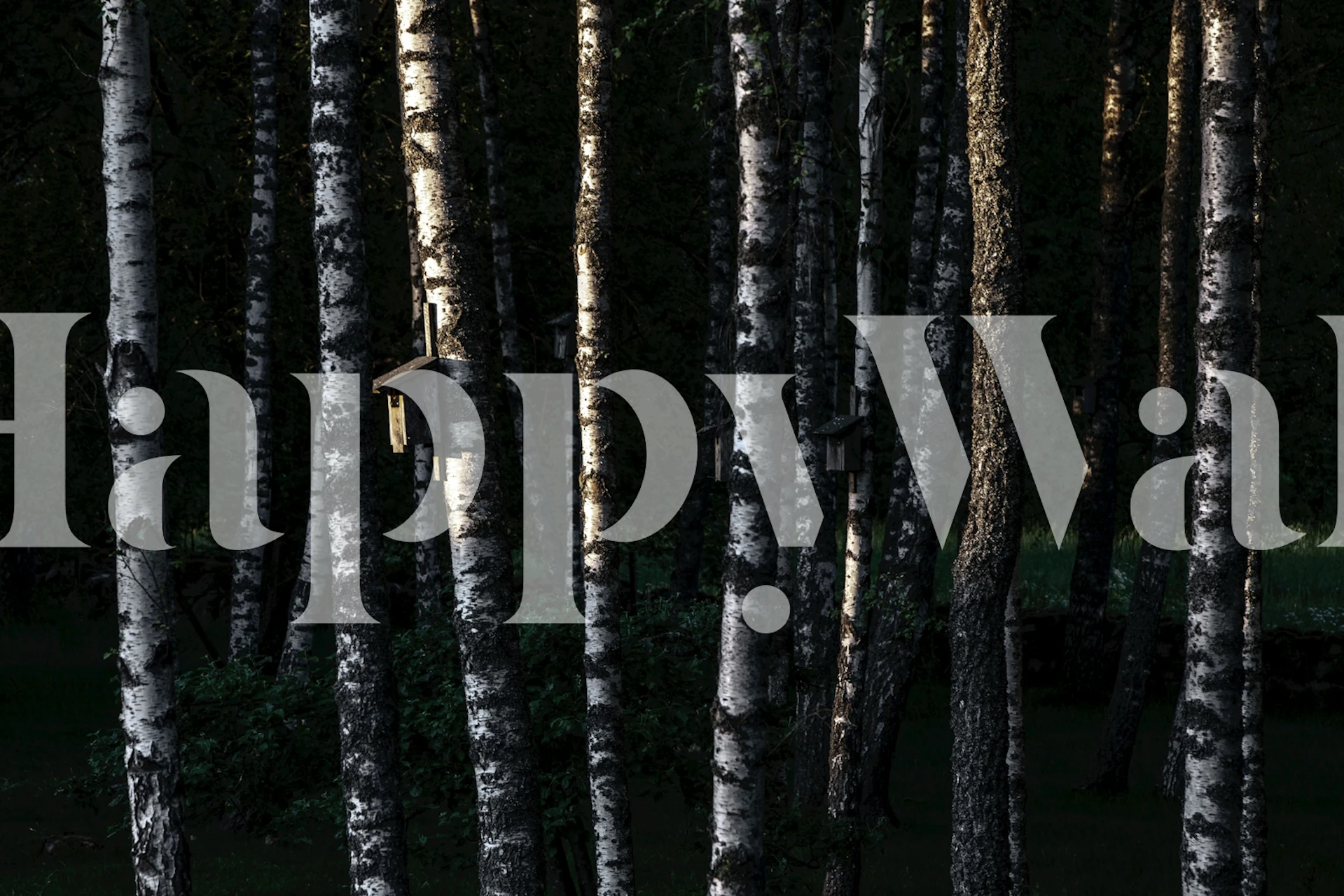 Birch trees wallpaper design in a room