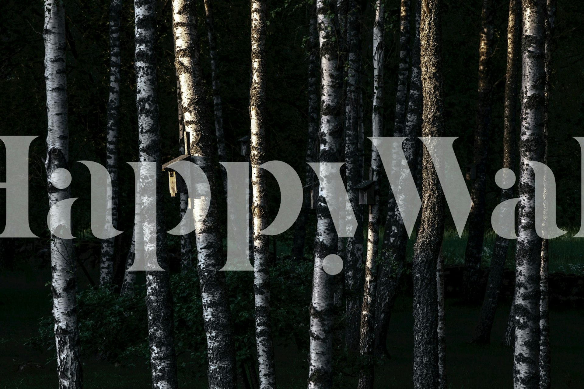 Birkenbaum Tapetdesign in einem Raum