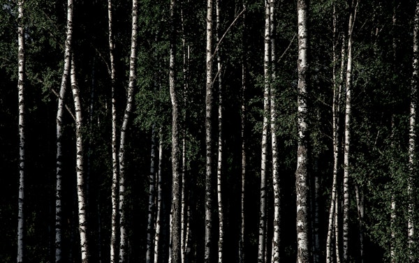 Birch Forest Serenity 2