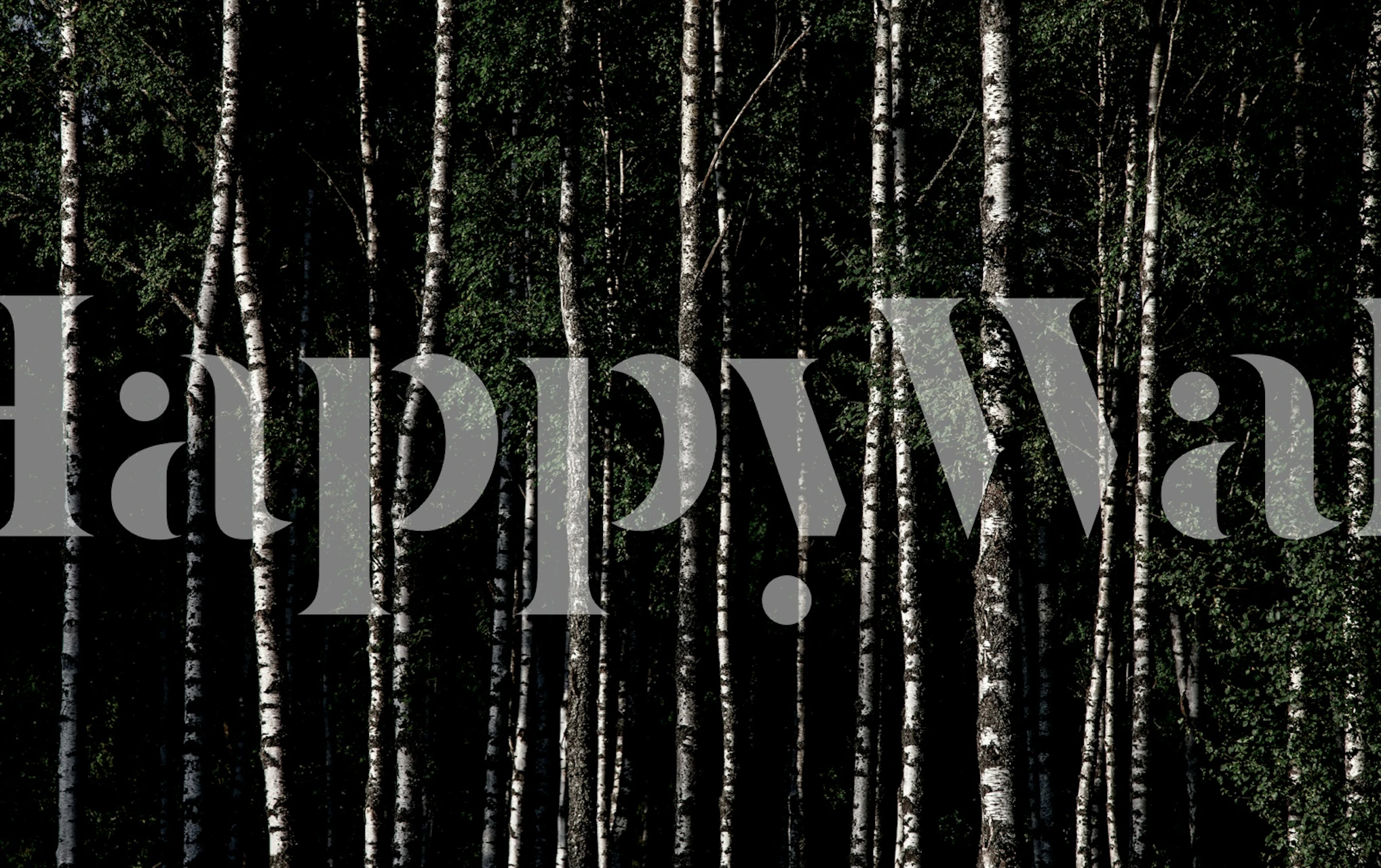 Vertical birch tree trunks with dark green foliage wallpaper