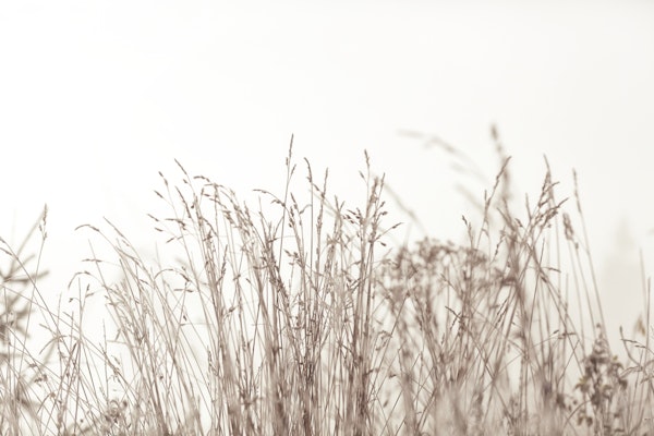 Tranquil Grasslands by MS