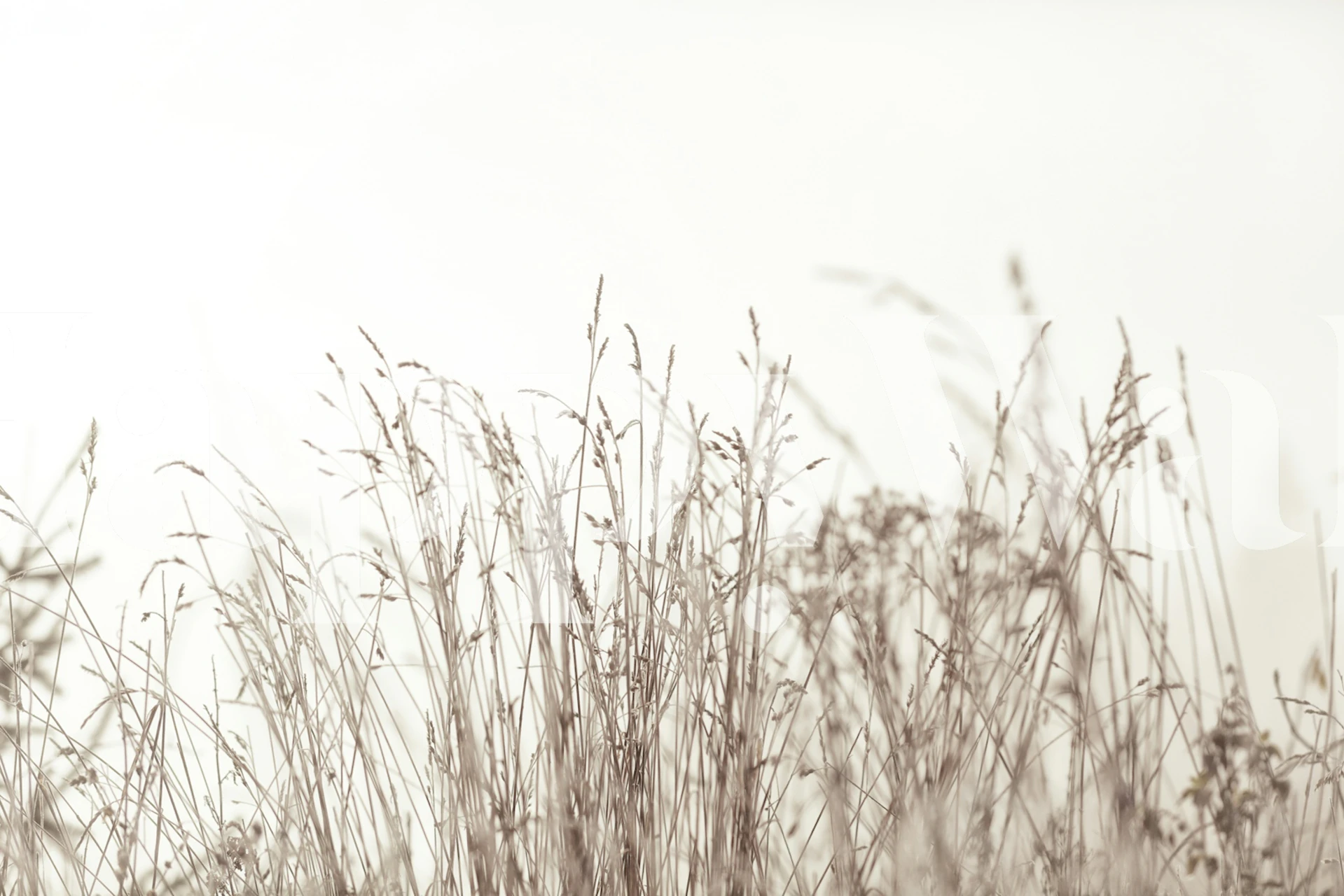 Tall grass against a soft white backdrop, minimalistic wallpaper