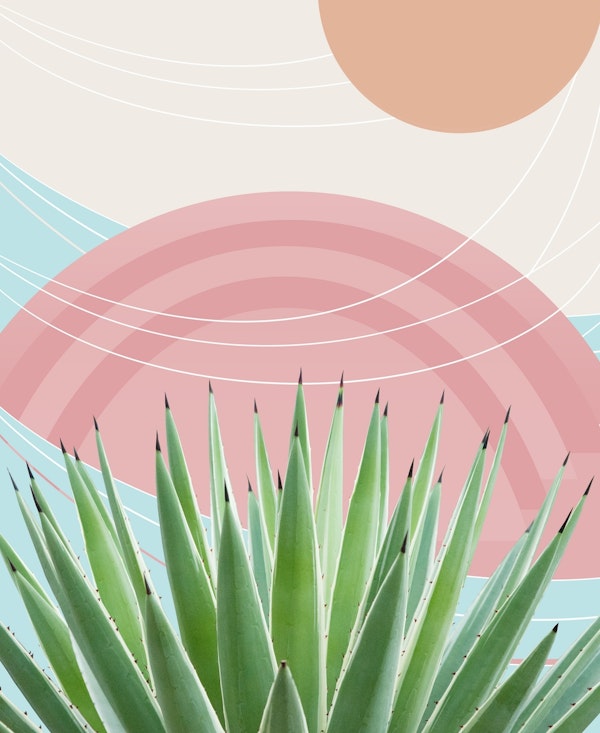 Agave in the Desert Oasis 2