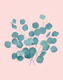 Eucalyptus Finesse 2