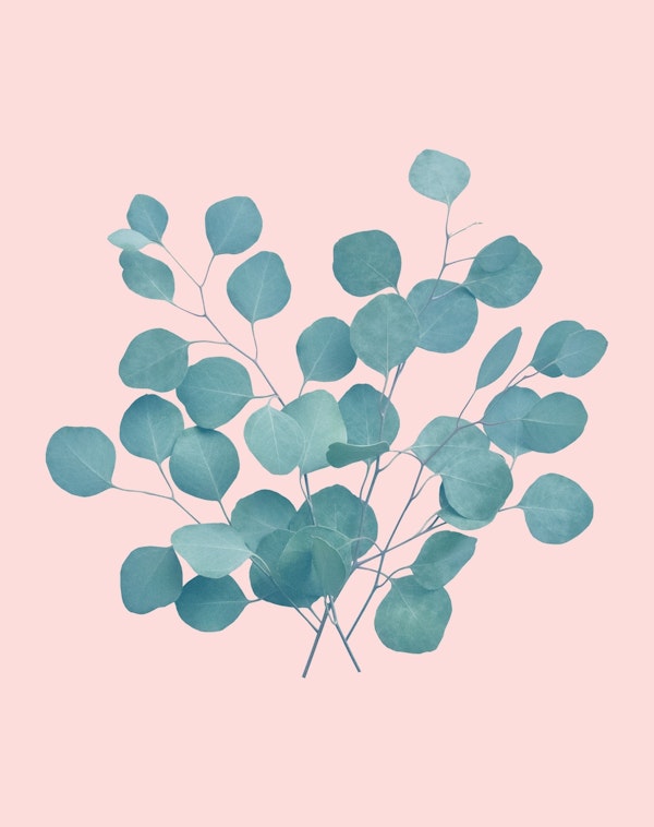 Eucalyptus Finesse 2