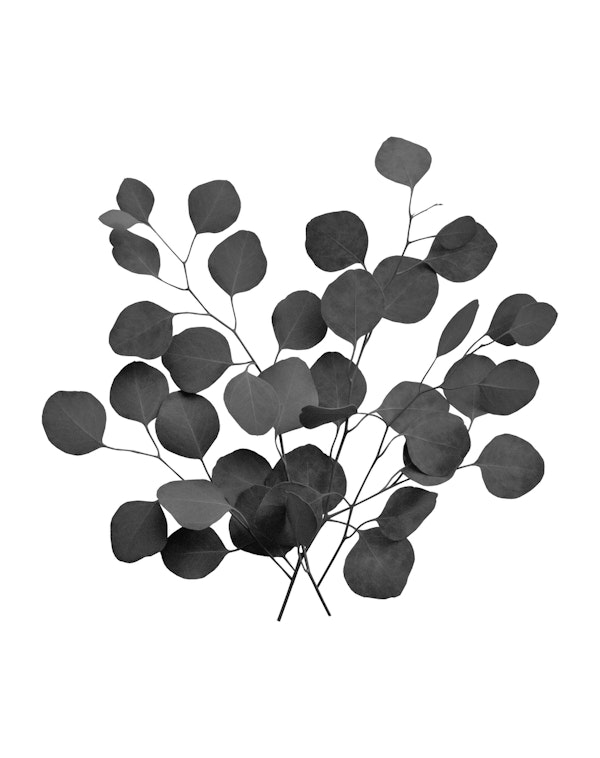 Eucalyptus Finesse 3