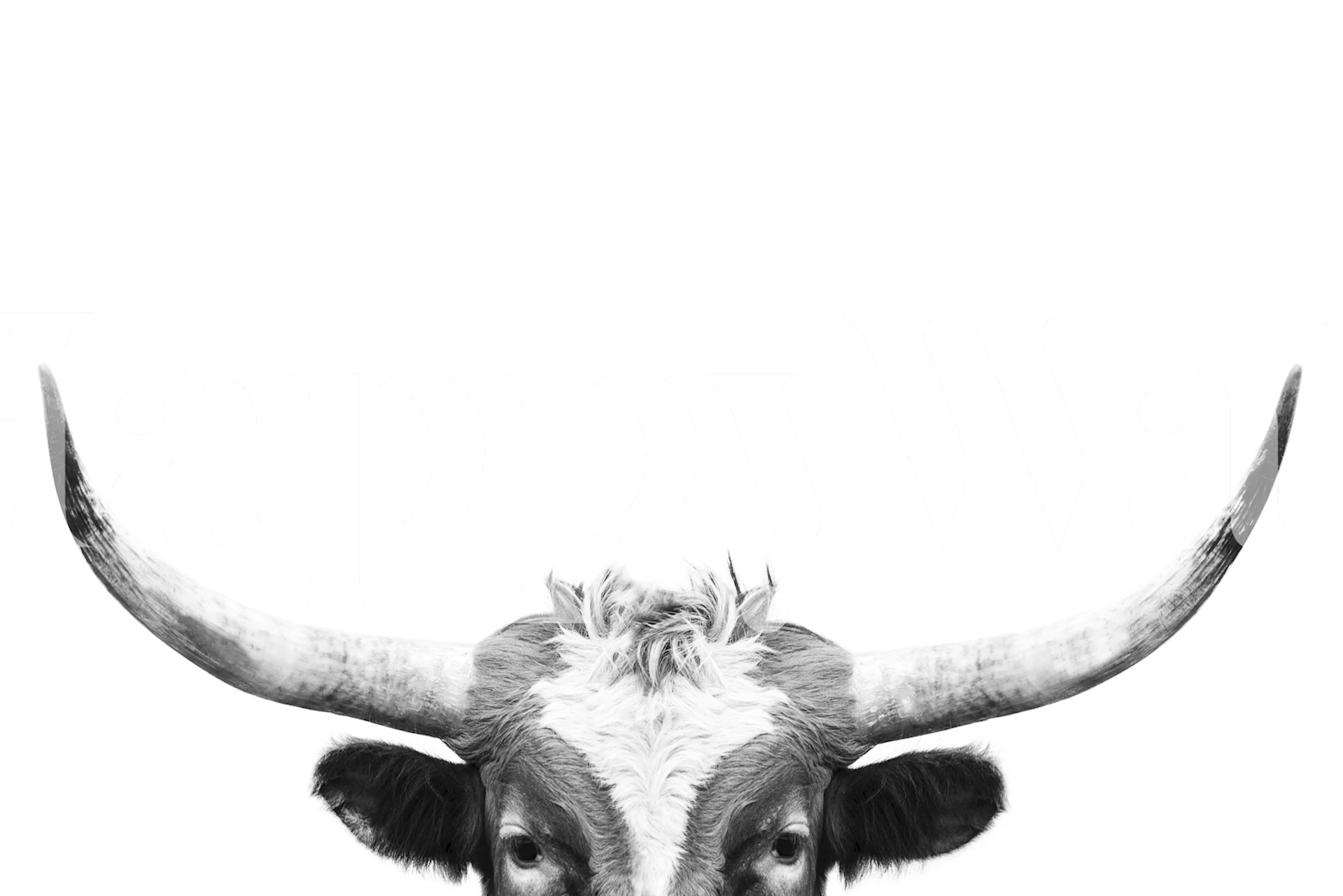 Black and white longhorn face with prominent horns wallpaper