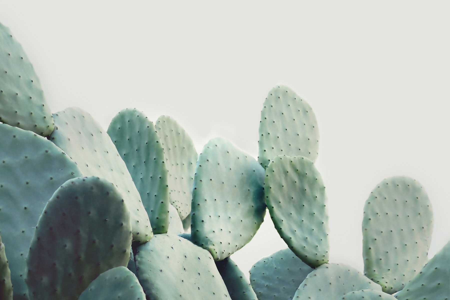 opuntia