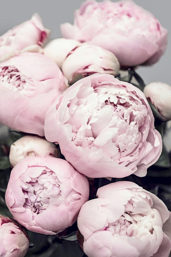 Blossoming Peony Pink