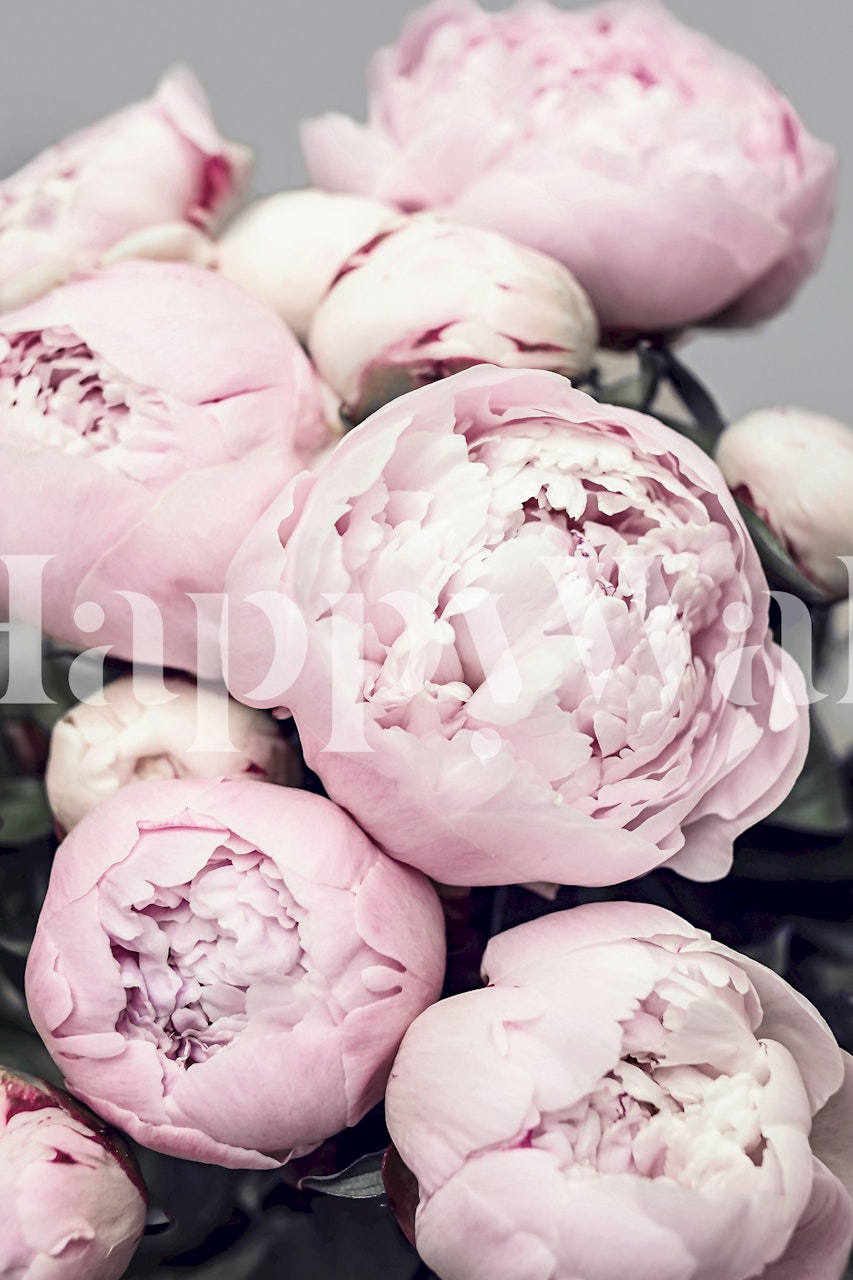 Pink peony flowers on gray backdrop wallpaper