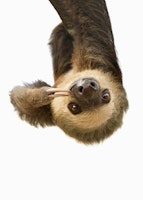 Sloth papiers peint
