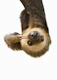 Sloth