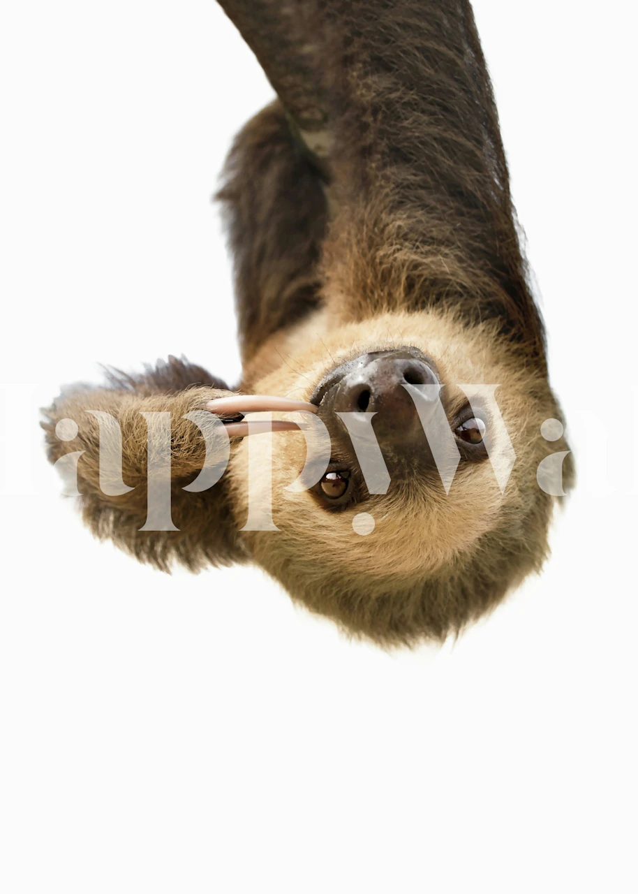 Sloth wallpaper displayed in a room