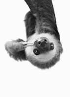 Sloth BW papiers peint