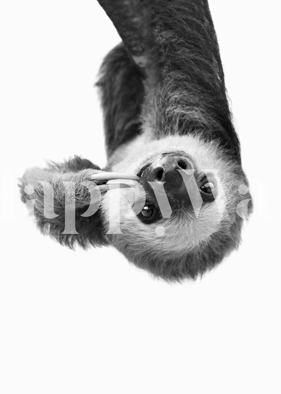 Black and white sloth hanging upside down wallpaper