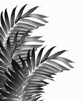 Palm Leaves Tropical Black 1 tapet