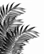 Palm Leaves Tropical Black 1