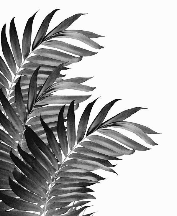 Palm Leaves Tropical Black 1