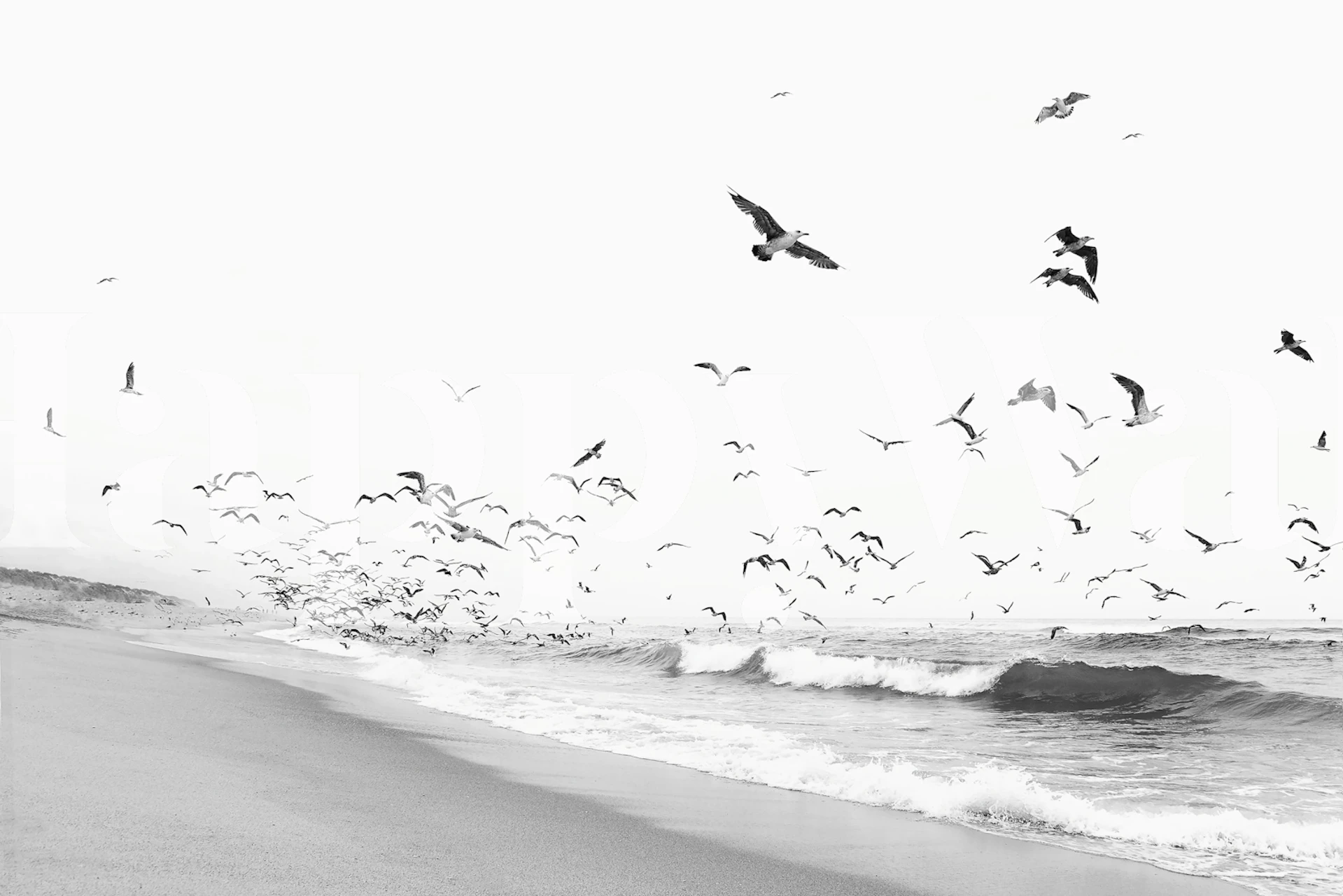 Birds and Sea wallpaper design in a room