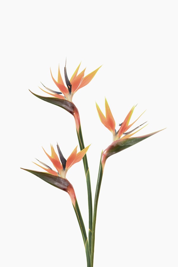 Bird of Paradise Blooms