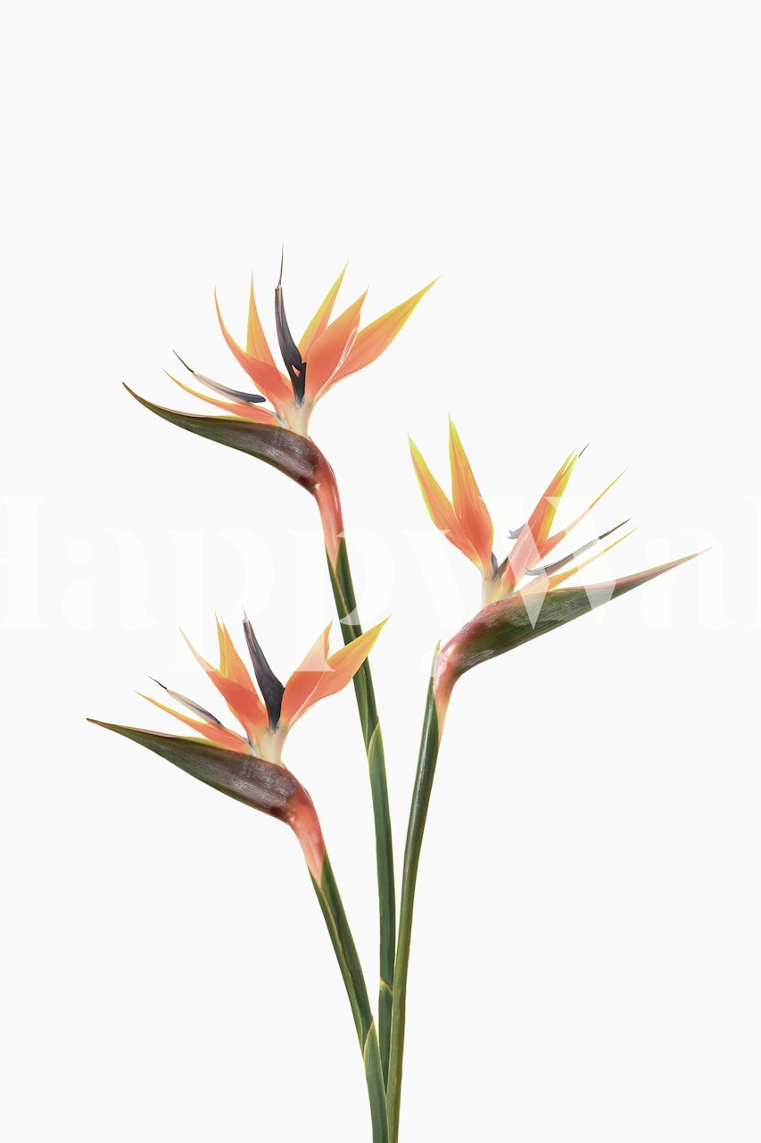 Tropical Bird of Paradise flowers in orange and green wallpaper