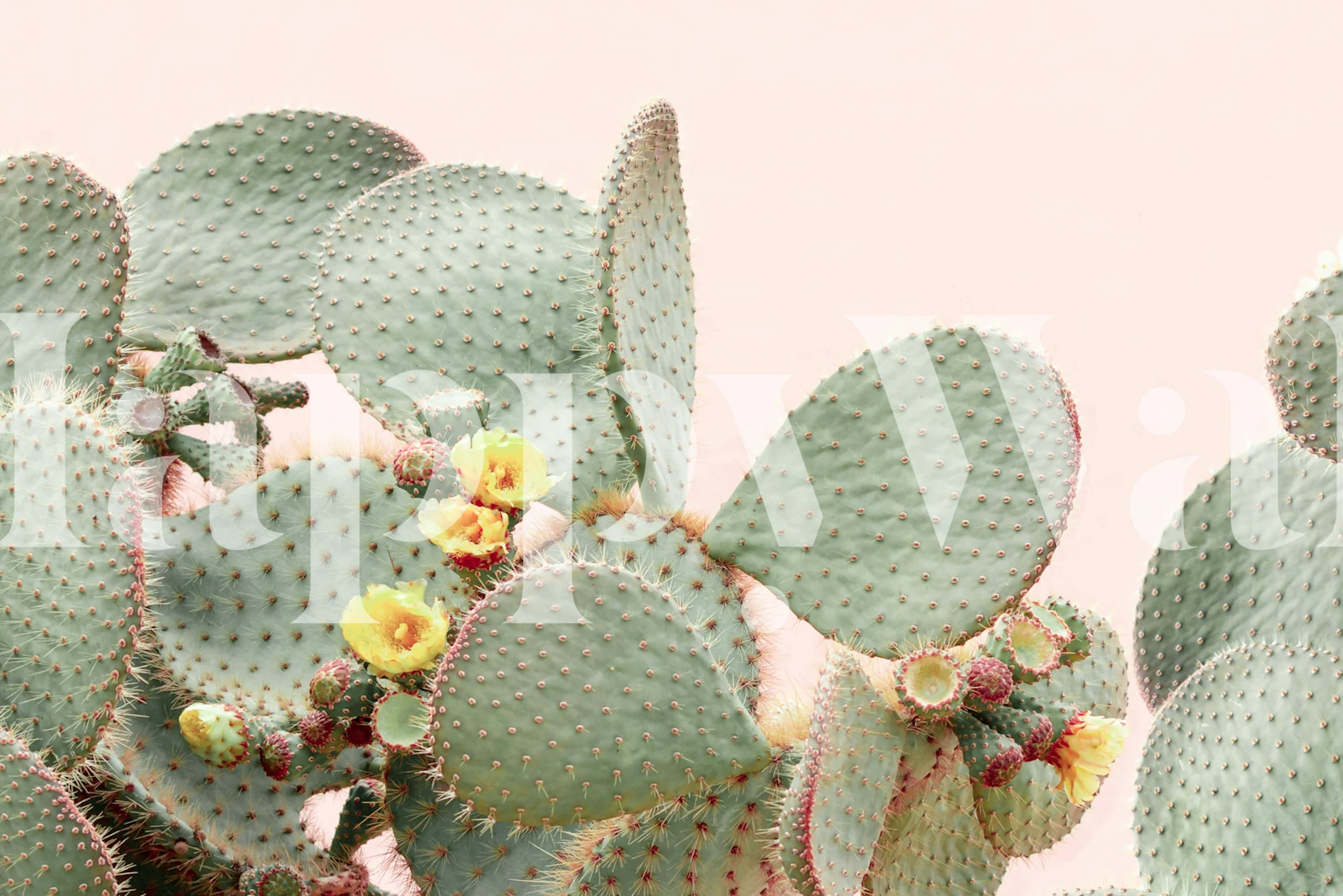 Green cactus with yellow flowers on pink background wallpaper