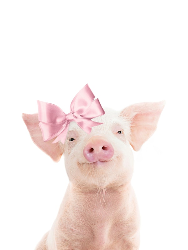 Baby Pig with Bow