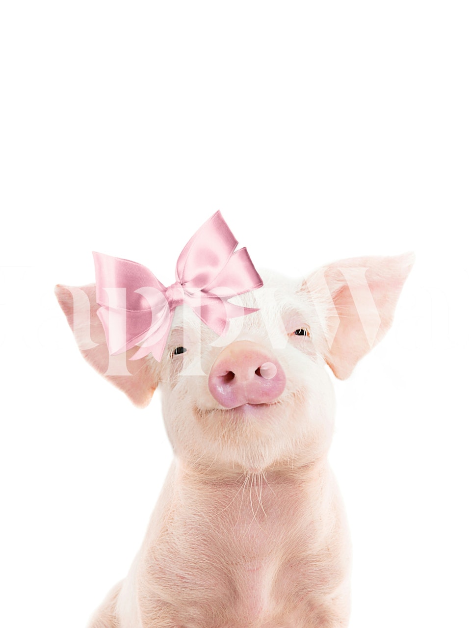 Adorable pink baby pig with a bow wallpaper