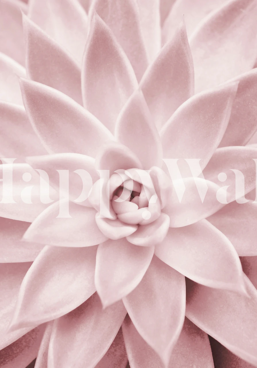 Pink succulent flower wall mural featuring soft pastel shades