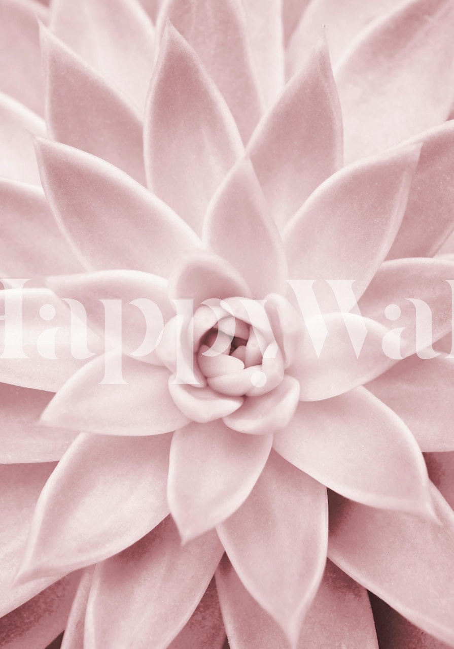 Pink succulent flower wall mural featuring soft pastel shades