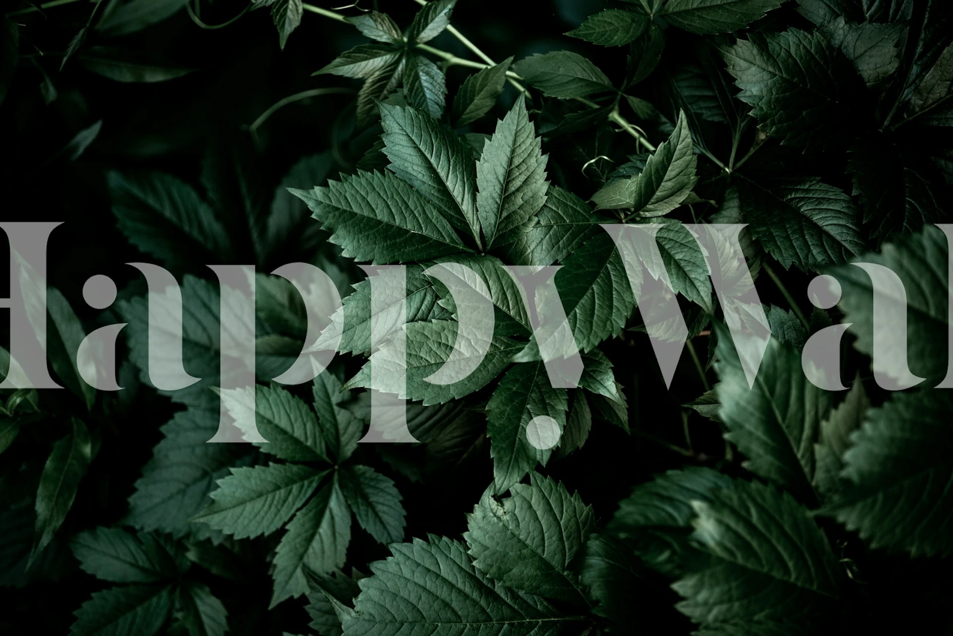 Dark green foliage with intricate leaf patterns wallpaper