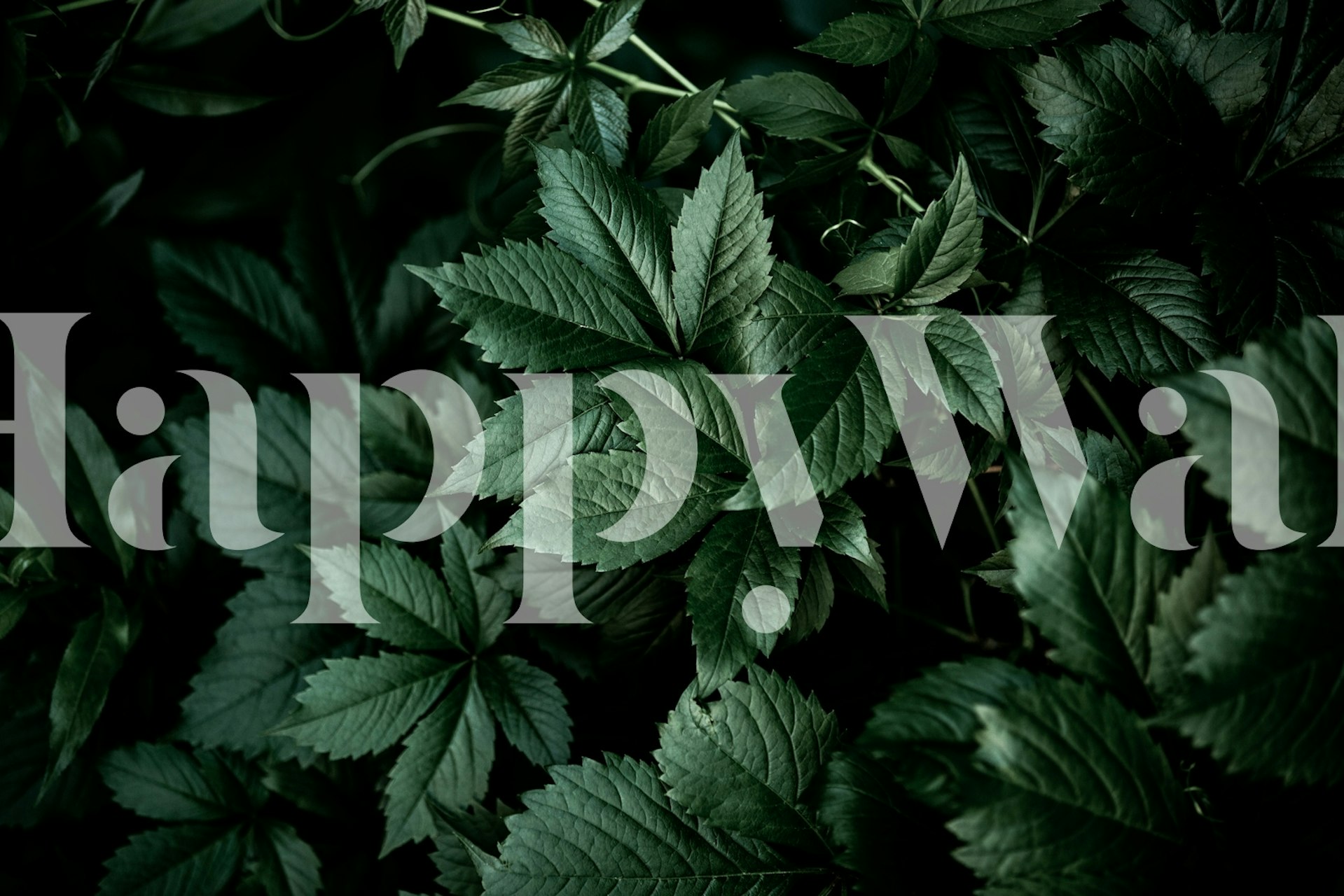 Dark green foliage with intricate leaf patterns wallpaper