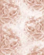 Soft Terracotta Peonies 1