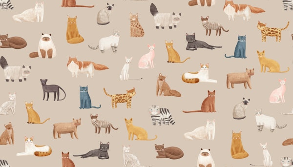 Variety of Cats Delight