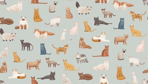 Diverse Cat Companions