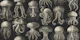 Elaborate Jellyfish - Cream and Slate