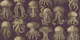 Elaborate Jellyfish - Gold & Bordeaux