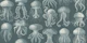 Elaborate Jellyfish - Teal and Cream