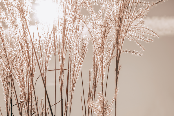 Sunlight Grass Beige