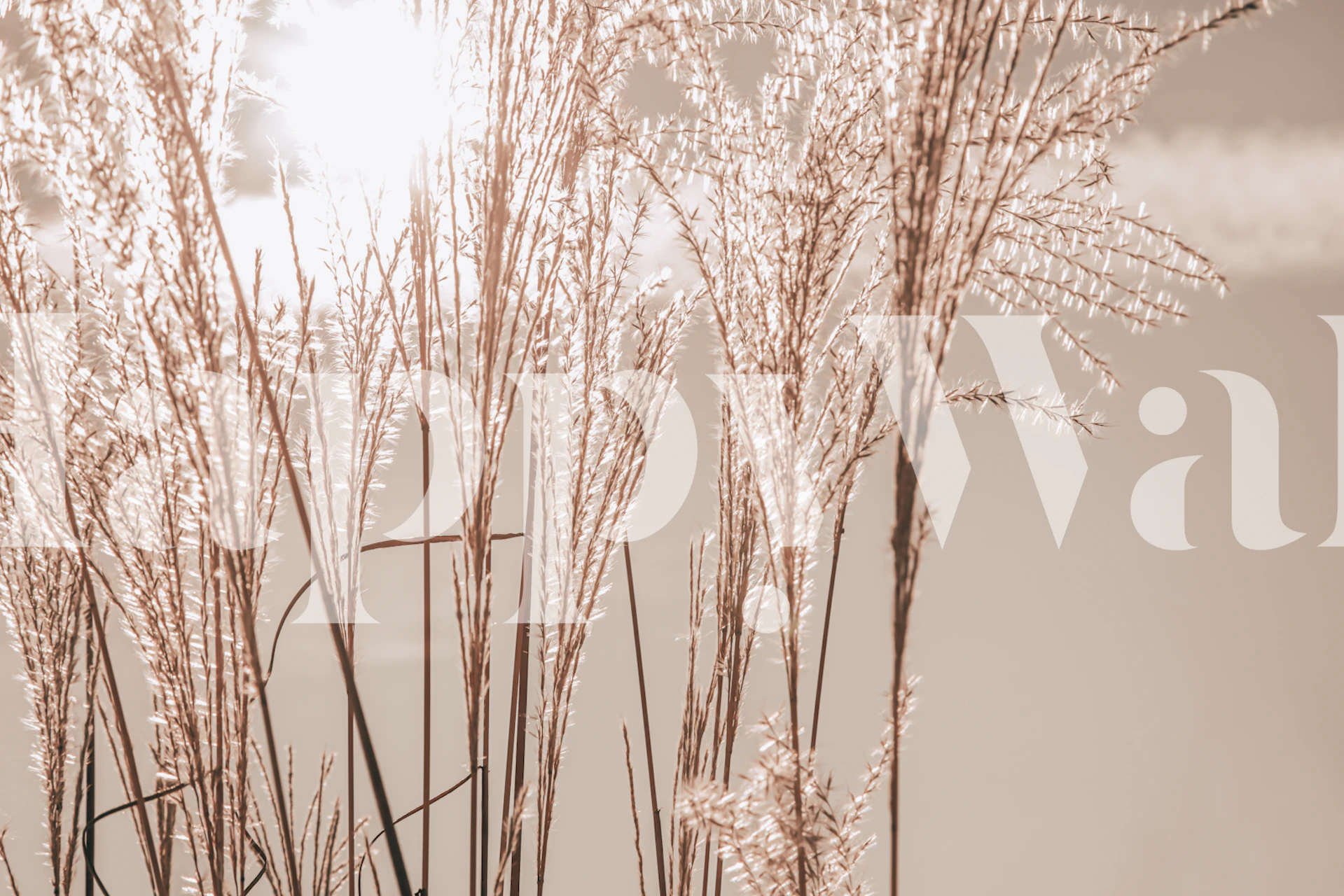 Papel de parede Sunlight Grass Beige em um quarto