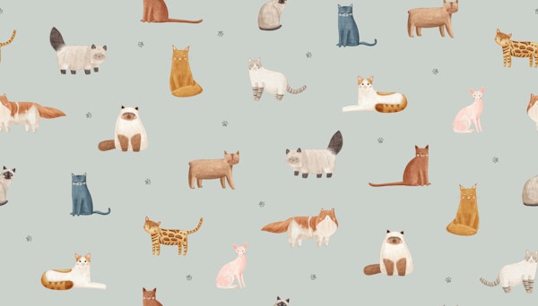 Playful Cat Companions