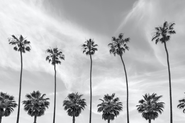 Palm Trees in La Jolla