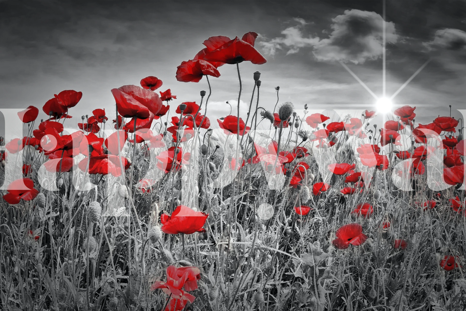 Idyllic Field of Poppies wallpaper design