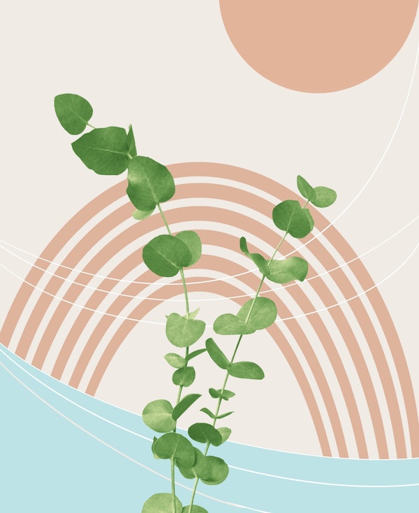 Eucalyptus Rainbow Oasis 1