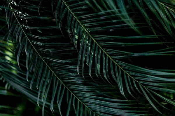Palm Leaves Dark