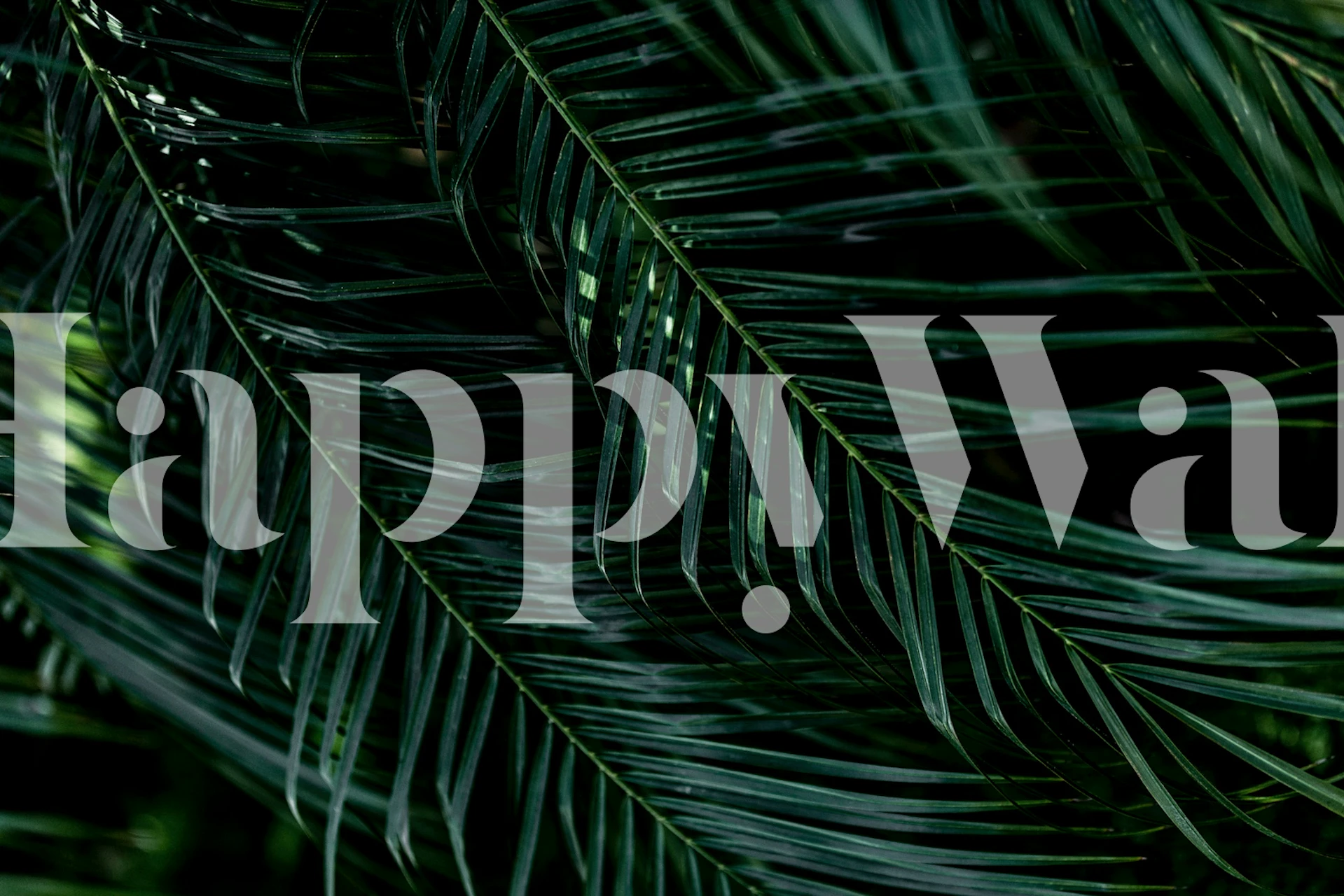 Palm Leaves Dark wallpaper in a room