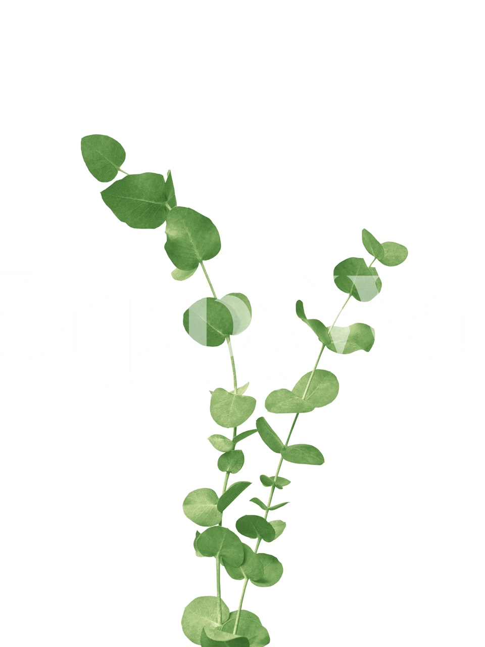 Decorazione murale con foglie di eucalipto verde su sfondo trasparente