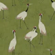 Vibrant crane - Olive Green
