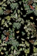 Wings and Flora Charm Black Velvet