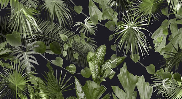 Lush Tropical Jungle 1